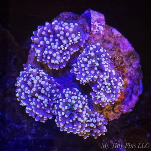 Yellow Tip Torch Colony - WYSIWYG
