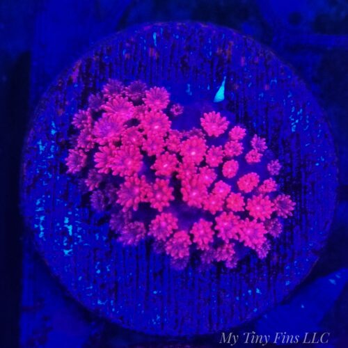 Pink Short Polyp Goniopora - WYSIWYG