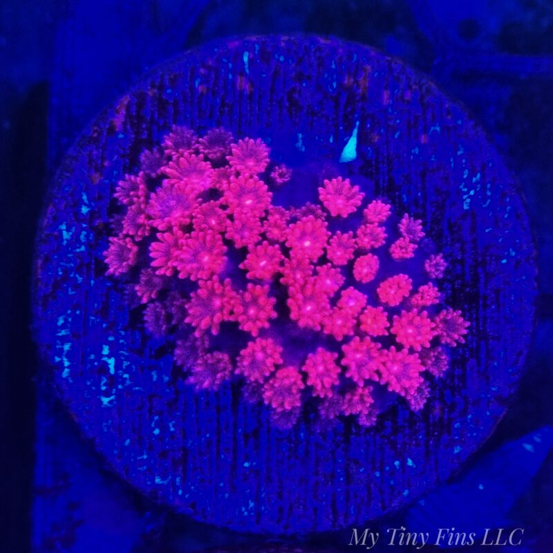 Pink Short Polyp Goniopora - WYSIWYG