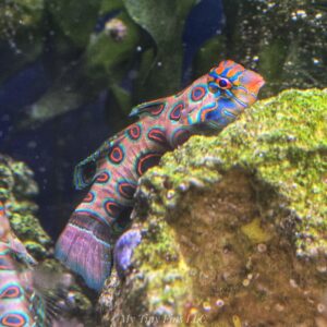 Spotted Mandarin Dragonet