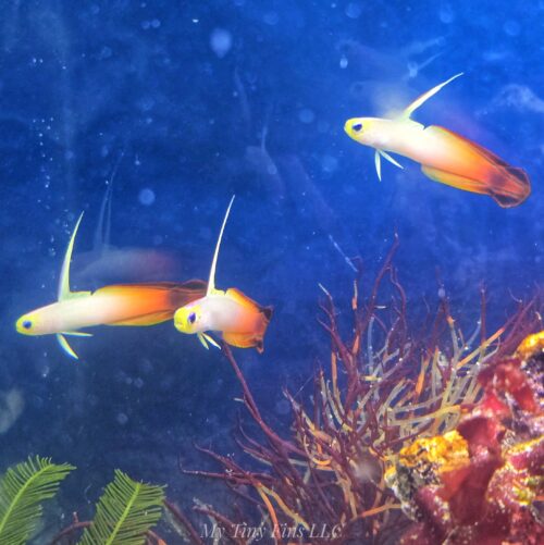 Firefish