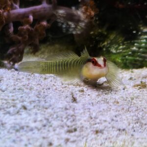 Green Banded Goby