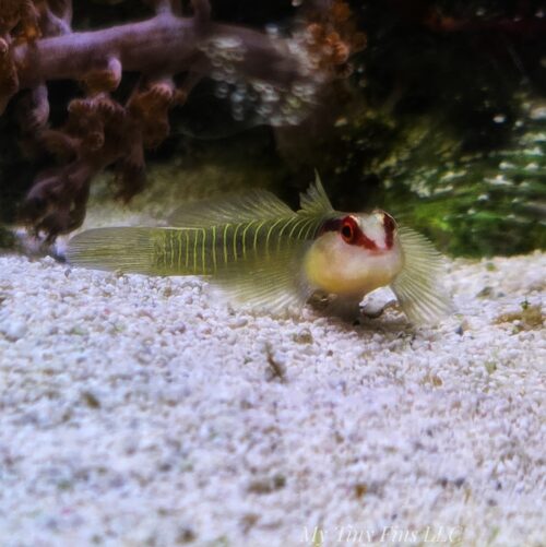 Green Banded Goby