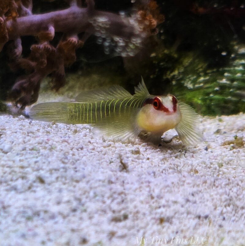 Green Banded Goby