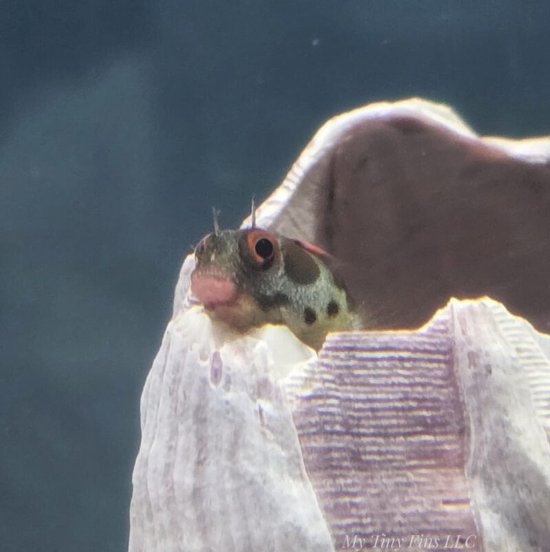 Panamic Barnacle Blenny