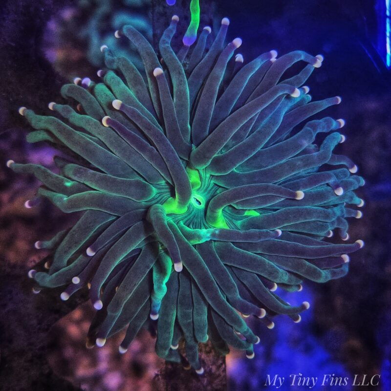 Green/Gold Tip Torch - WYSIWYG
