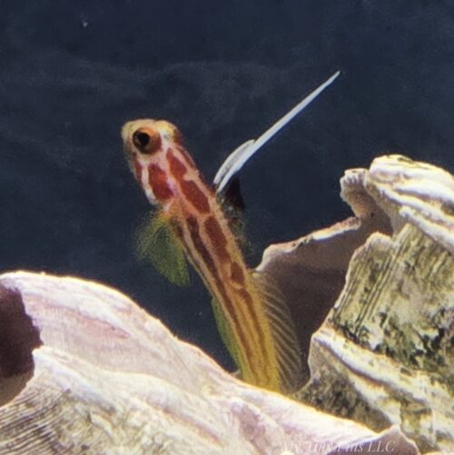 Yasha Goby