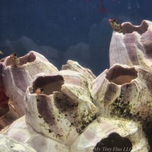 Panamic Barnacle Blenny