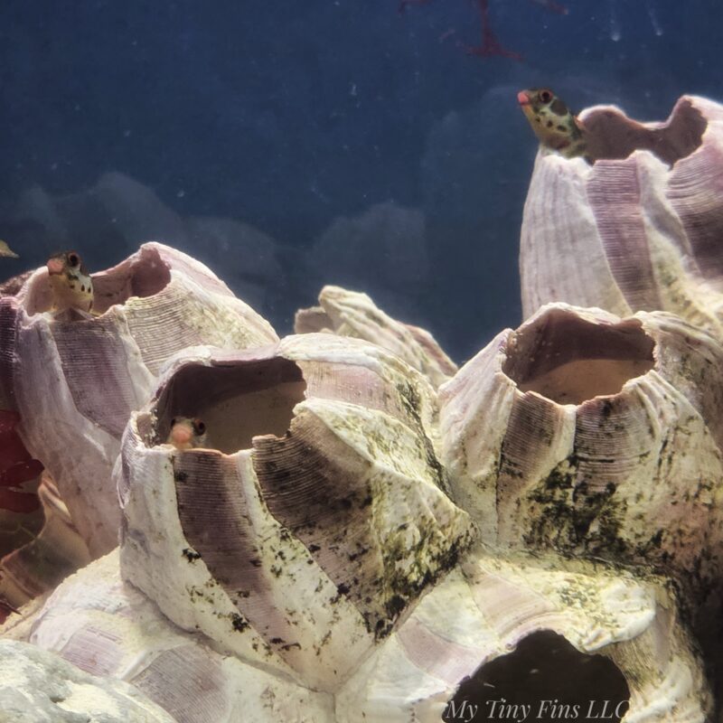 Panamic Barnacle Blenny