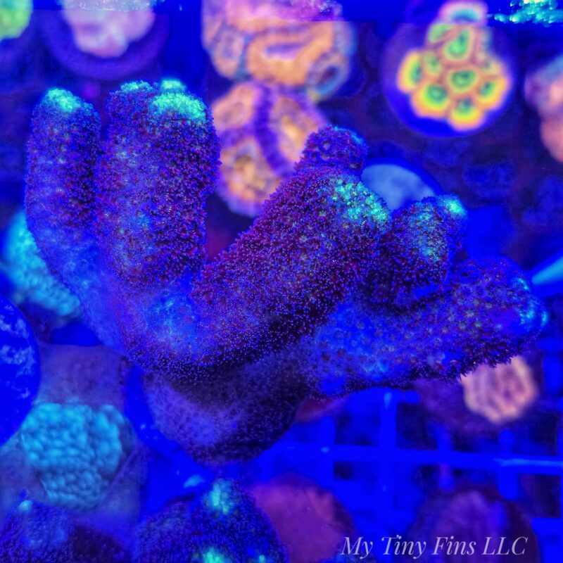 Purple Milka Stylophora Colony- WYSIWYG