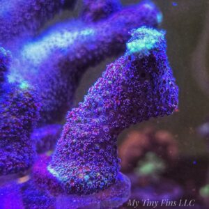 Purple Milka Stylophora - Easy SPS Coral