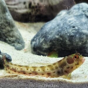 Panamic Barnacle Blenny