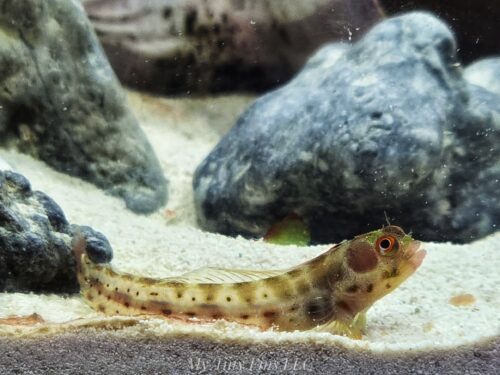 Panamic Barnacle Blenny