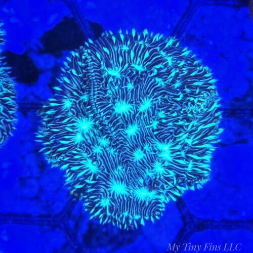 Blue Cactus Pavana