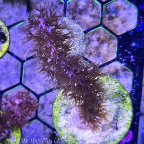 Purple Candalabra - Photosynthetic Gorgonian