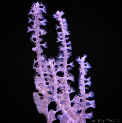 Purple Sea Whip Gorgonian - Photosynthetic