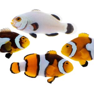 Captive-Bred Designer Percula Clownfish (Assorted) (Amphiprion percula)
