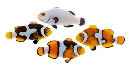 Captive-Bred Designer Percula Clownfish (Assorted) (Amphiprion percula)