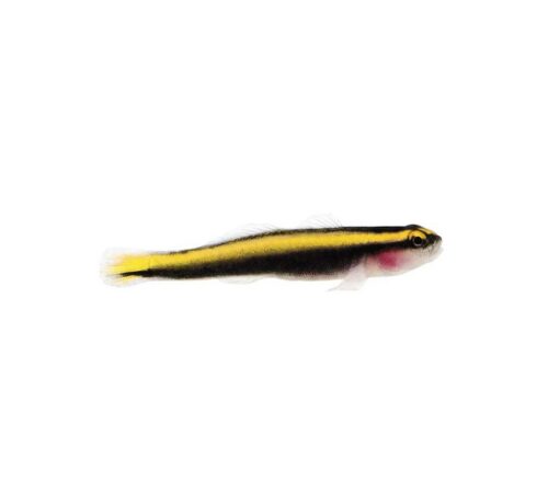 Captive-Bred Yellowline Goby (Elacatinus figaro)