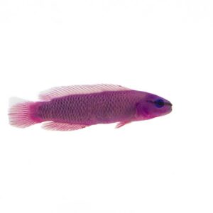 Captive-Bred Orchid Dottyback (Pseudochromis fridmani)