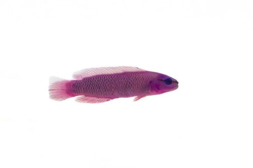 6284a1c27604ad9cab94-1763493545 Captive-Bred Orchid Dottyback (Pseudochromis fridmani)