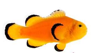 Captive-Bred Orange Naked Clownfish (Amphiprion ocellaris)