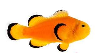 Captive-Bred Orange Naked Clownfish (Amphiprion ocellaris)