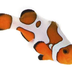 Captive-Bred Gladiator/DaVinci