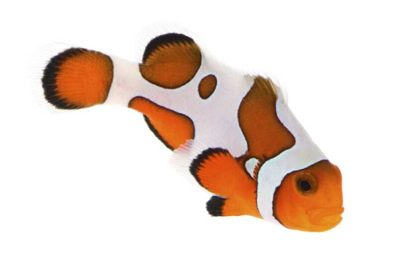 Captive-Bred Gladiator/DaVinci