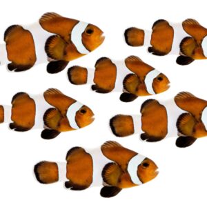 add5c69cdbe97a53ca21-1769703316 Captive-Bred Mocha Clownfish (Amphiprion ocellaris)
