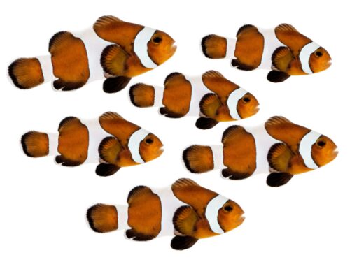 Captive-Bred Mocha Clownfish (Amphiprion ocellaris)