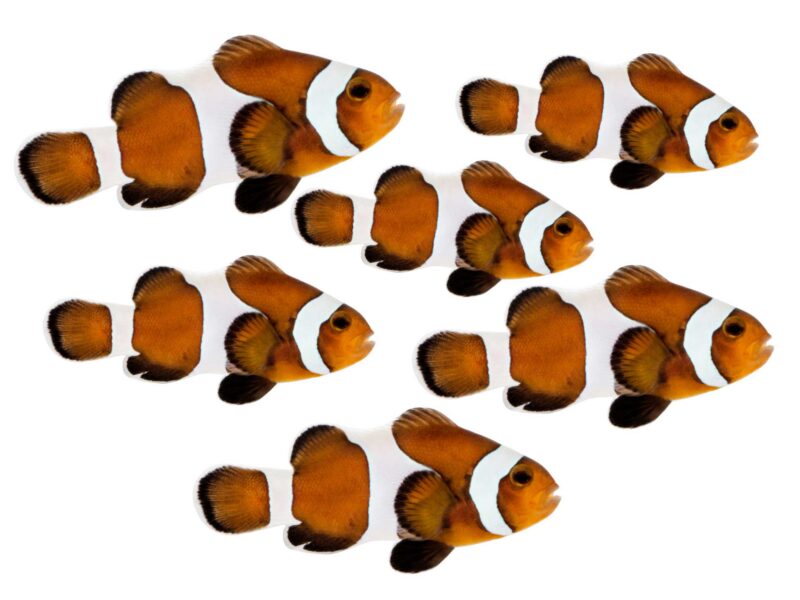 add5c69cdbe97a53ca21-1769703316 Captive-Bred Mocha Clownfish (Amphiprion ocellaris)