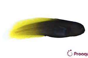 Captive Bred Flametail Blenny (Enchelyurus flavipes)