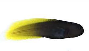 Captive Bred Flametail Blenny (Enchelyurus flavipes)