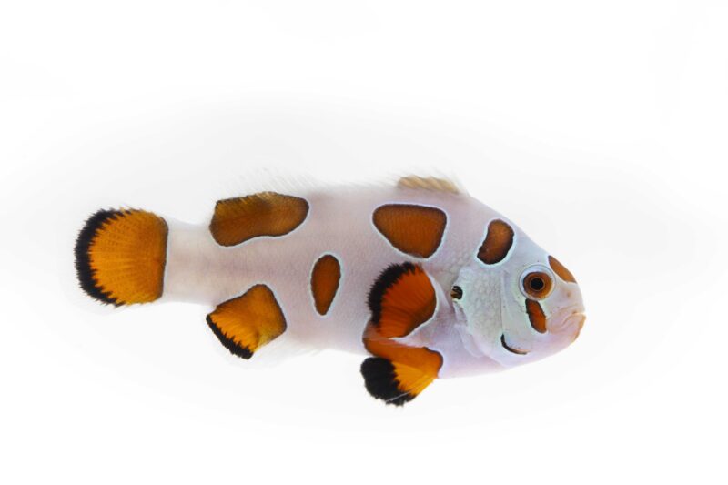 Captive-Bred Orange Storm Clownfish (Amphiprion ocellaris)