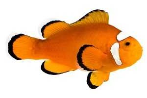 Captive-Bred Orange Misbar Ocellaris