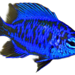 Springer's Damselfish (Chrysiptera springeri)