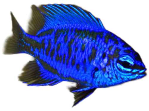 Springer's Damselfish (Chrysiptera springeri)