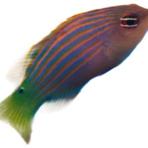 Sixline Wrasse (Pseudocheillinus hexataenia)