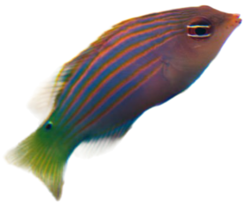 istockphoto-1126036393-1024x1024 Sixline Wrasse (Pseudocheillinus hexataenia)