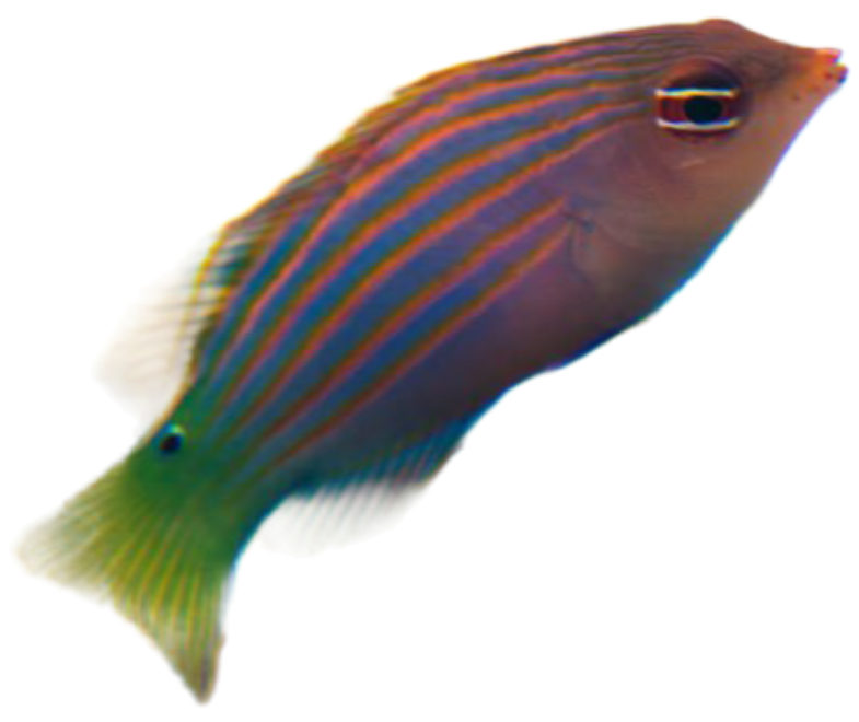 Sixline Wrasse (Pseudocheillinus hexataenia)