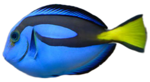 Blue Hippo Tang (Paracanthurus hepatus) – Small