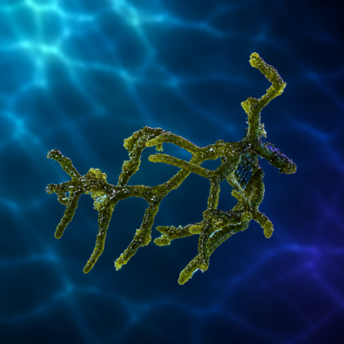 Codium Macroalgae - 2-3"