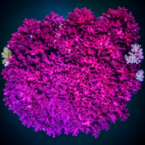 Pom Pom Gracilaria - Macroalgae 2-3"