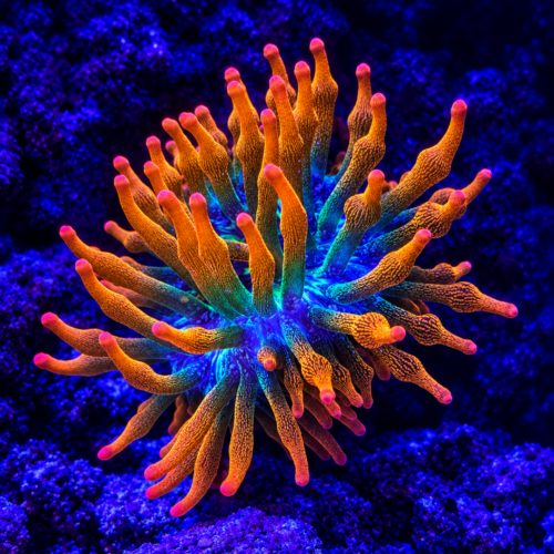 merlin_ai_2026-09-21T16_02_13.390857 Rainbow Bubble Tip Anemone 1-3"
