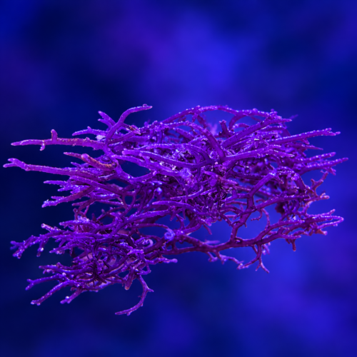 Blue Hypnea Macroalgae 1-3"