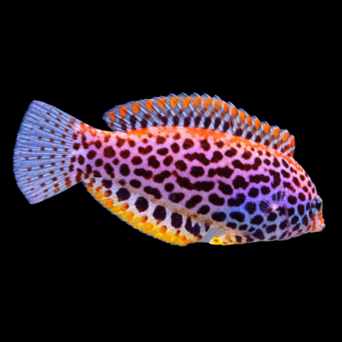 Leopard Wrasse