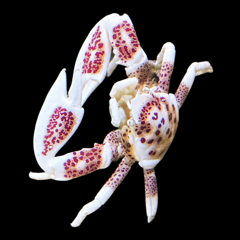 merlin_ai_2026-09-21T16_52_28.723538 Anemone Crab