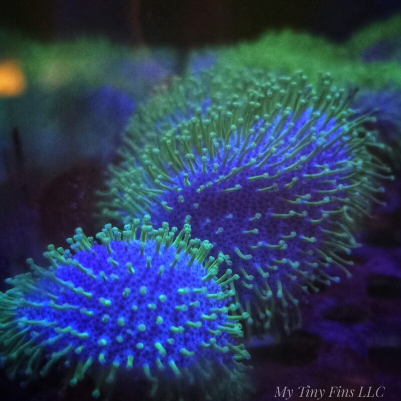 1000187813 Green Leather Toadstool – Easy, Hardy Showpiece Soft Coral