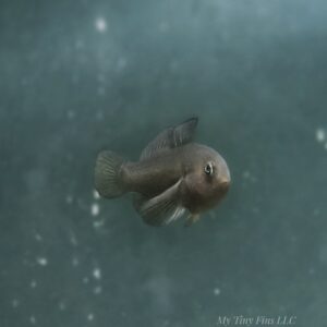 Black Clown Goby